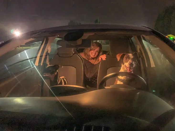 actividades con perros: autocine