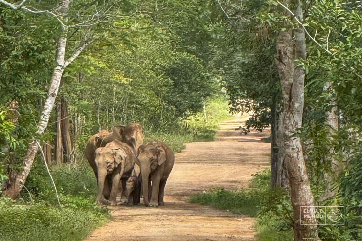 Elefantes en Kui Buri National Park