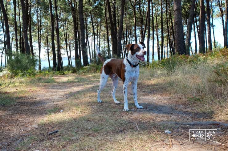 Viajar con perro en camper o autocaravana