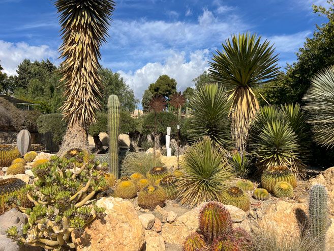 Cactus Níjar