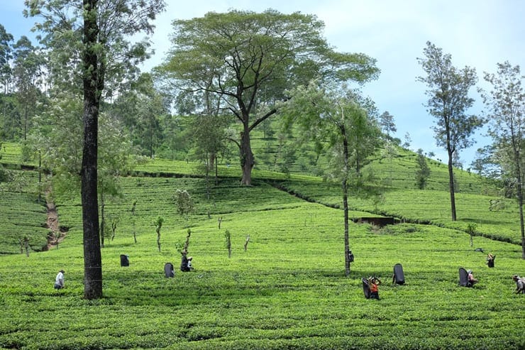 campos de té