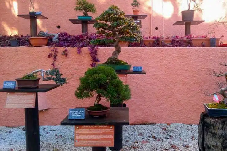 Museo del bonsái de Almuñécar