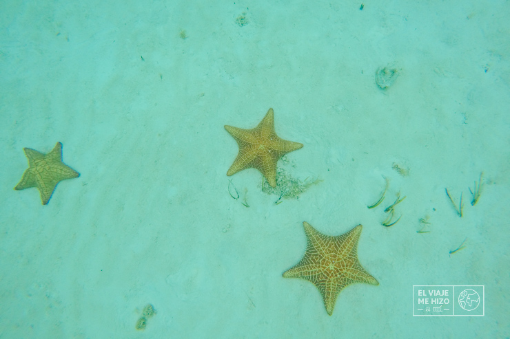 estrellas de mar gigantes de Cozumel