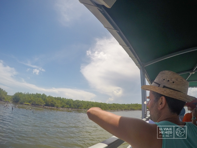 manglares en Punta Sur