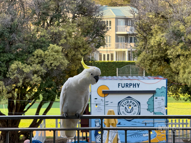 Cacatúas en Lorne