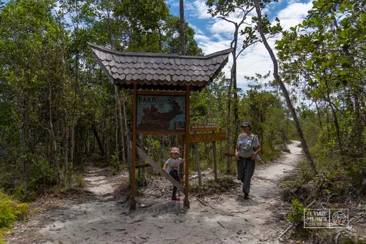 Trekking por la selva de Borneo cubierto por el mejor seguro de viaje a Malasia