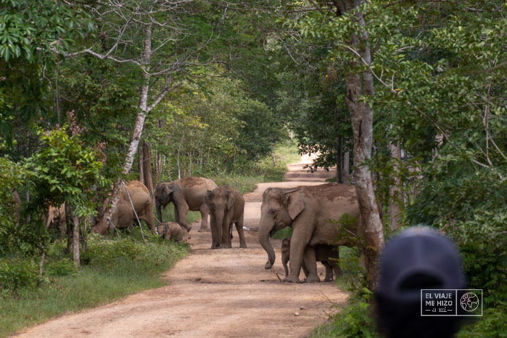 Elefantes en libertad en el Parque Nacional de Kui Buri
