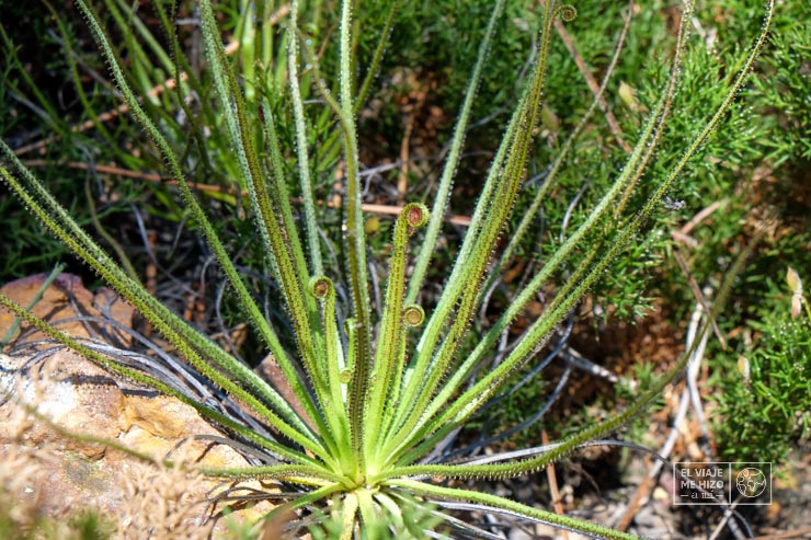 Drosophyllum en el Parque Natural Los Alcornocales