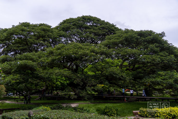 Giant Raintree en Kanchanaburi