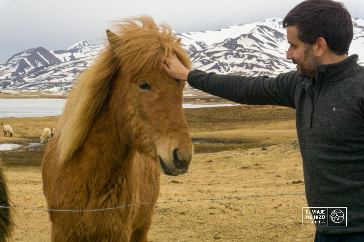 Jose acariciando un Caballo islandés