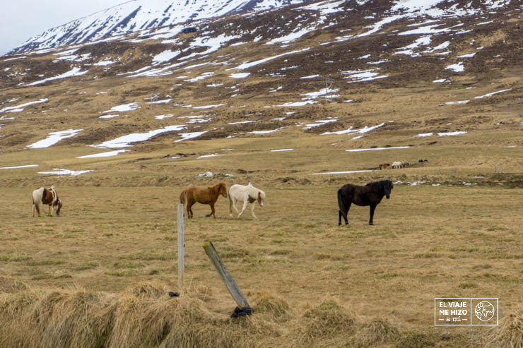 Caballos islandeses por el campo